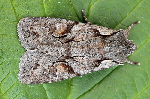 Softly's Shoulder-Knot (Lithophane consocia) · iNaturalist