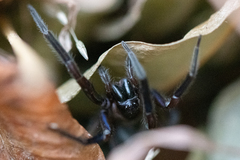 Phyxelididae