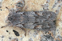 Lithophane furcifera