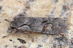 Lithophane furcifera