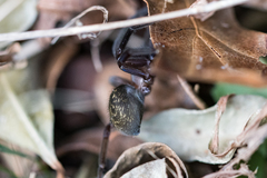 Phyxelididae