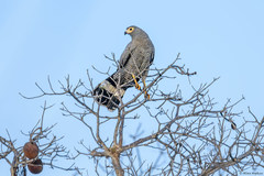 Polyboroides radiatus