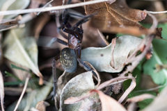 Phyxelididae