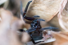Phyxelididae