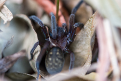 Phyxelididae