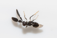 Cryptanusia