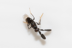 Cryptanusia