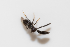 Cryptanusia