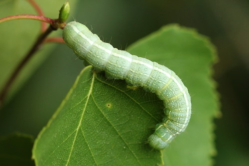 Pale Pinion