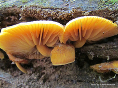 Heimiomyces velutipes