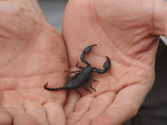 Opisthacanthus validus