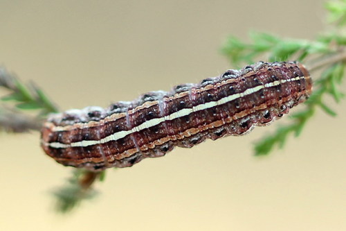 True Lover's Knot