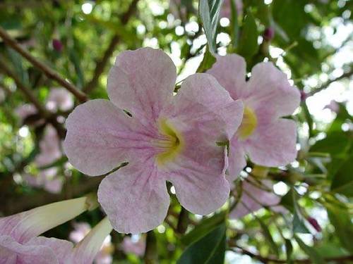 Tabebuia heterophylla