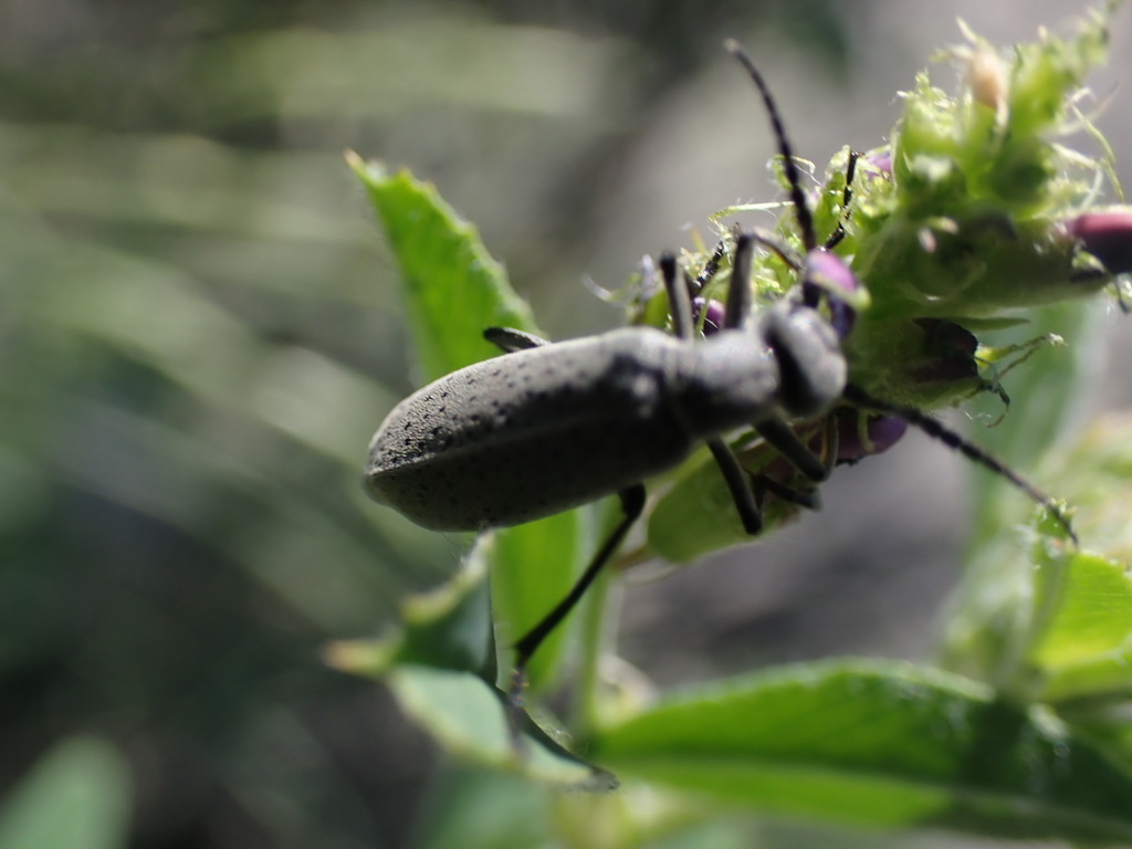 Epicauta oregona