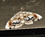 Holocryptis phasianura