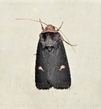 Proteuxoa cinereicollis