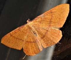 Eumelea rosalia