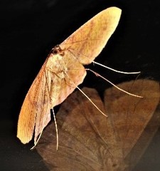 Eumelea rosalia