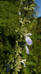 Salvia pallida