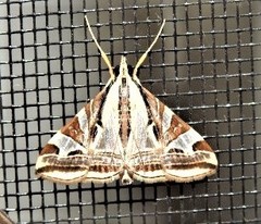 Agrioglypta excelsalis