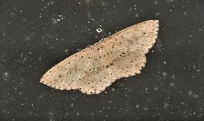 Cyclophora turneri