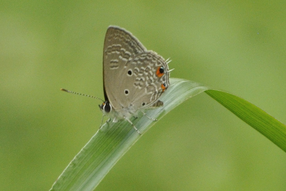 Lunulate Hairtail