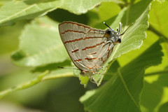 Hemiolaus caeculus caeculus