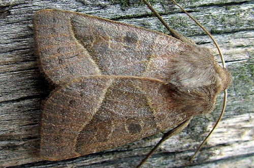 Mesogona oxalina (Hübner)