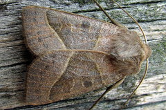 Mesogona oxalina