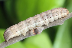Mesogona oxalina
