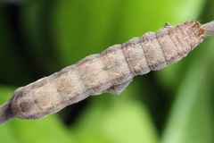 Mesogona oxalina