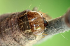 Mesogona oxalina