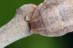 Mesogona oxalina