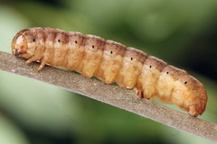 Mesogona oxalina