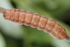 Mesogona oxalina