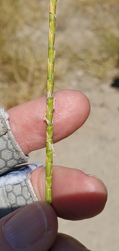Barb Grass (Parapholis cylindrica)