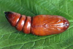 Mesogona oxalina