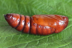 Mesogona oxalina