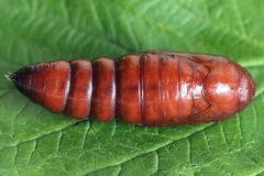 Mesogona oxalina