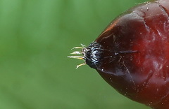 Mesogona oxalina