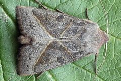 Mesogona oxalina