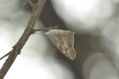 Libythea laius