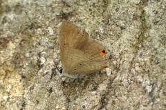 Anthene lunulata