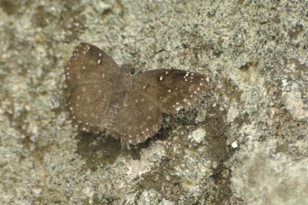 White-speckled Elfin