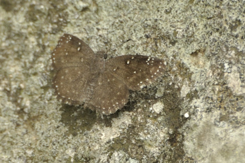 White-speckled Elfin
