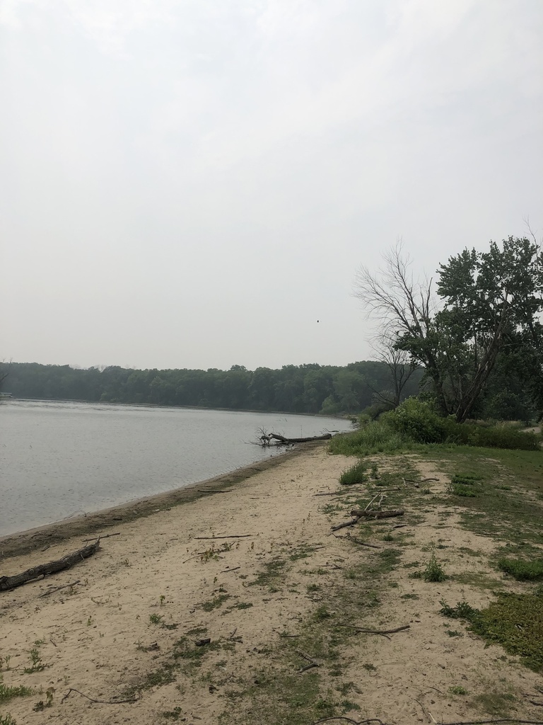 Bald Eagle from Atwood Forest Preserve, Machesney Park, IL, US on June