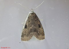 Parahypenodes quadralis