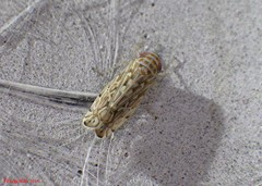 Paralimnus phragmitis