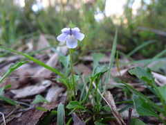 Viola sieberiana