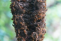 Mischocyttarus phthisicus